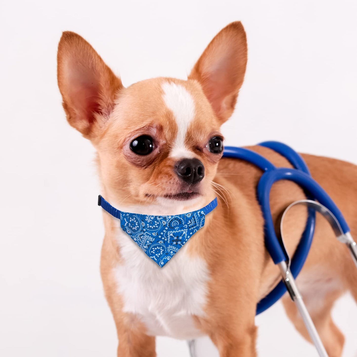 XIMA 6er-Set Katzenhalsbänder mit abnehmbarer Fliege für Katzen, Welpen, Kätzchen und kleine Hunde – verstellbare Halsbänder