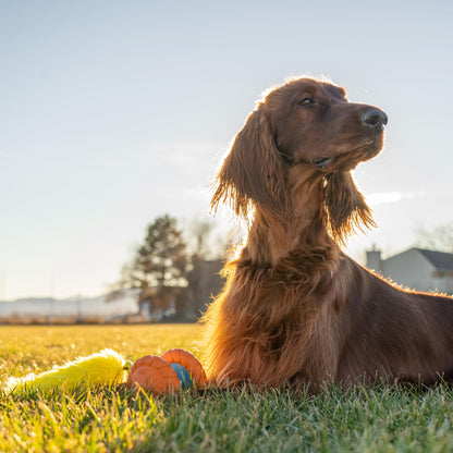 Outward Hound Tail Teaser Ersatzköder für Hunde-Teaserstab, Fuchs 