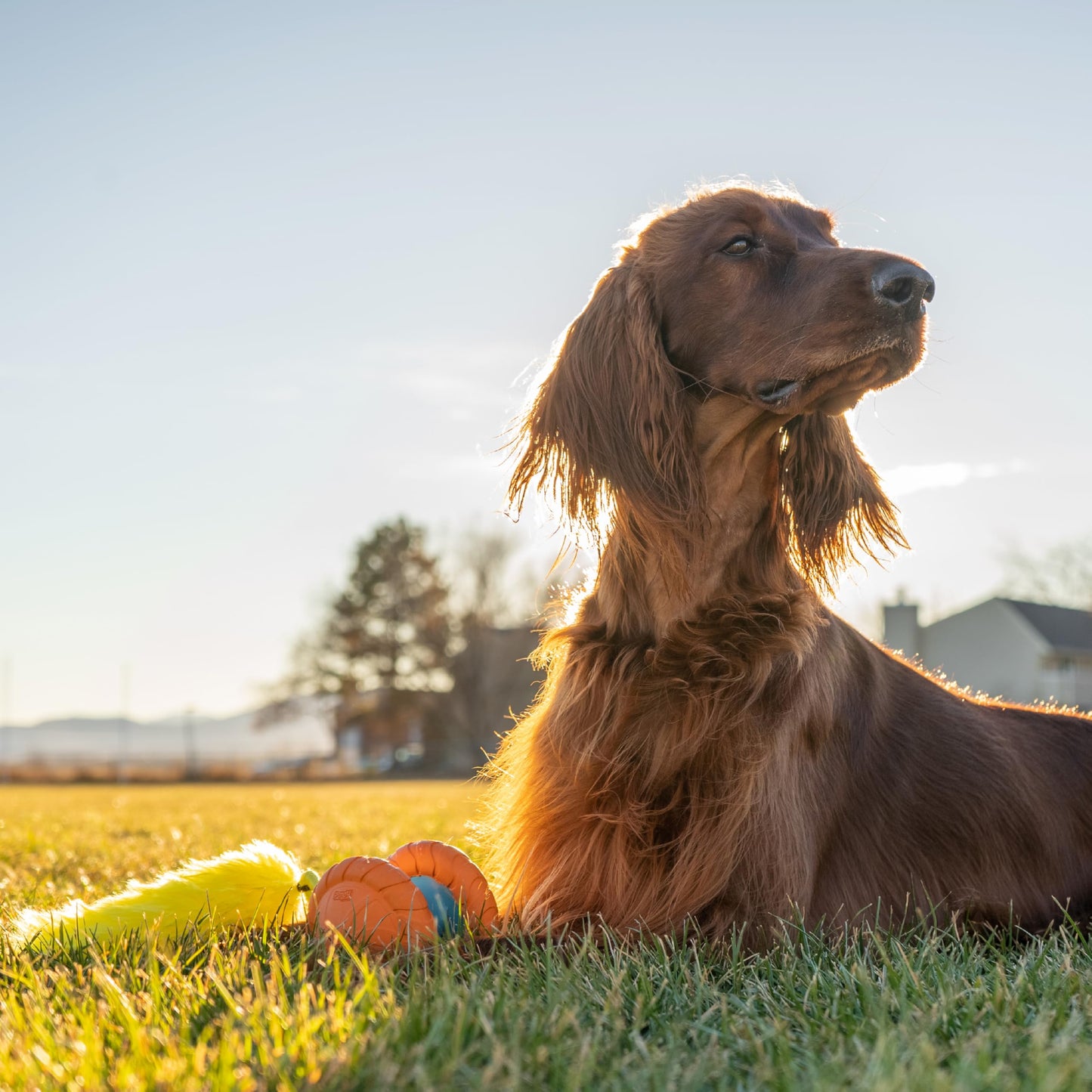 Outward Hound Tail Teaser Ersatzköder für Hunde-Teaserstab, Fuchs 