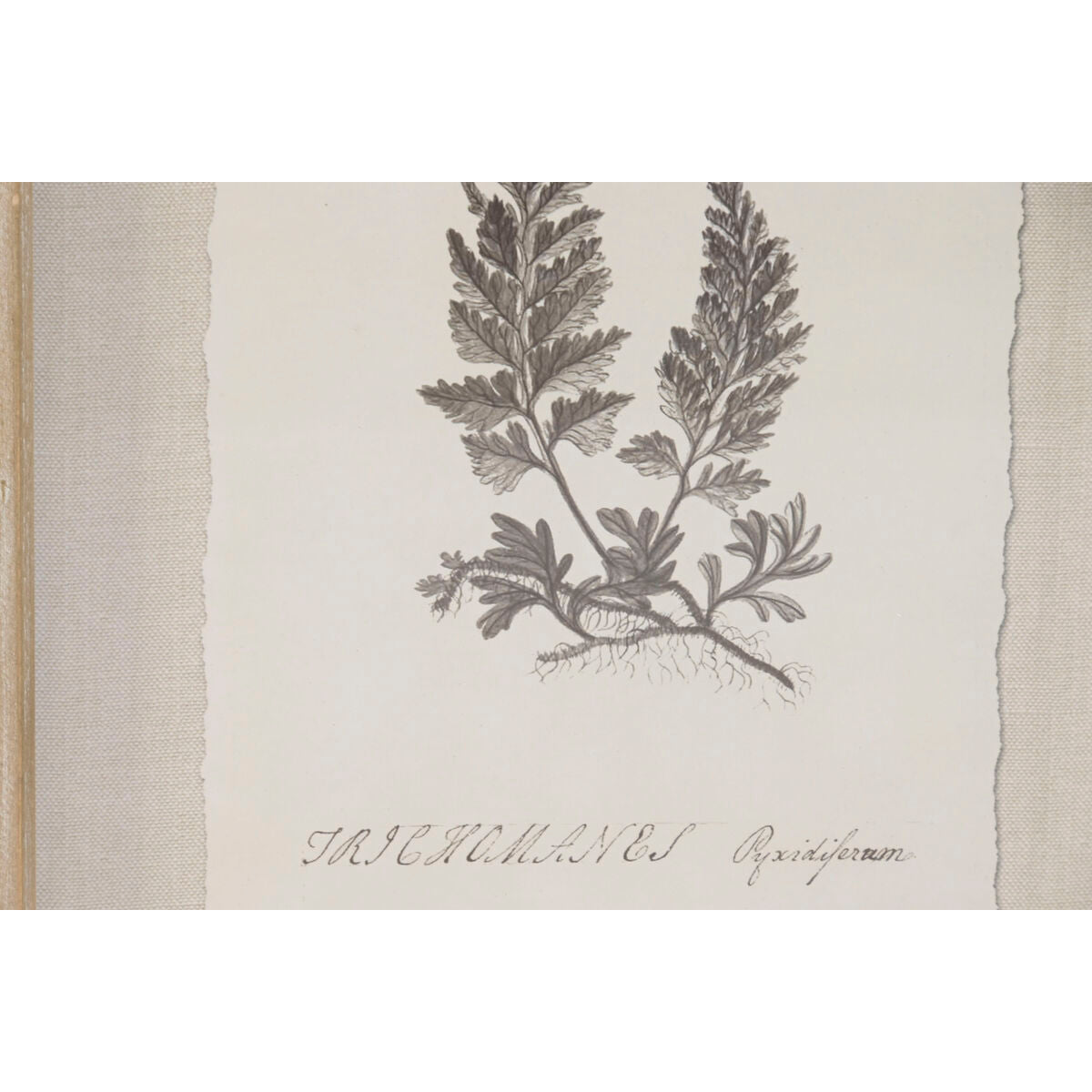 V4HD50A711DD2AF01BEE72040435CFD4CE6R7430172P3