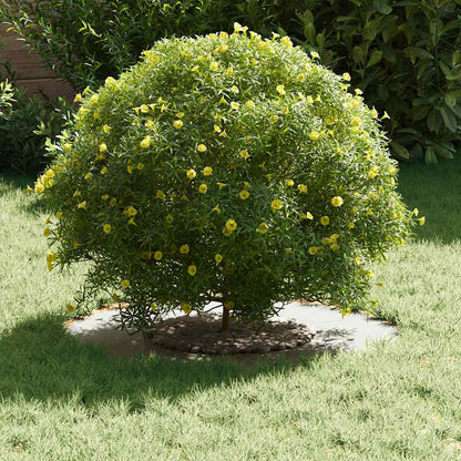 vidaXL geeignet für flache Baumringe 5 pcs Weiß Ø30 / 60 cm Stahl
