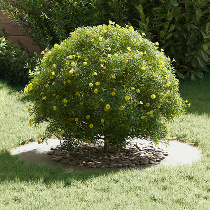 vidaXL geeignet für flache Baumringe 5 pcs Weiß Ø50 / 80 cm Stahl